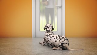 a Dalmatian patiently lies down by the door as their pet parent arrives home