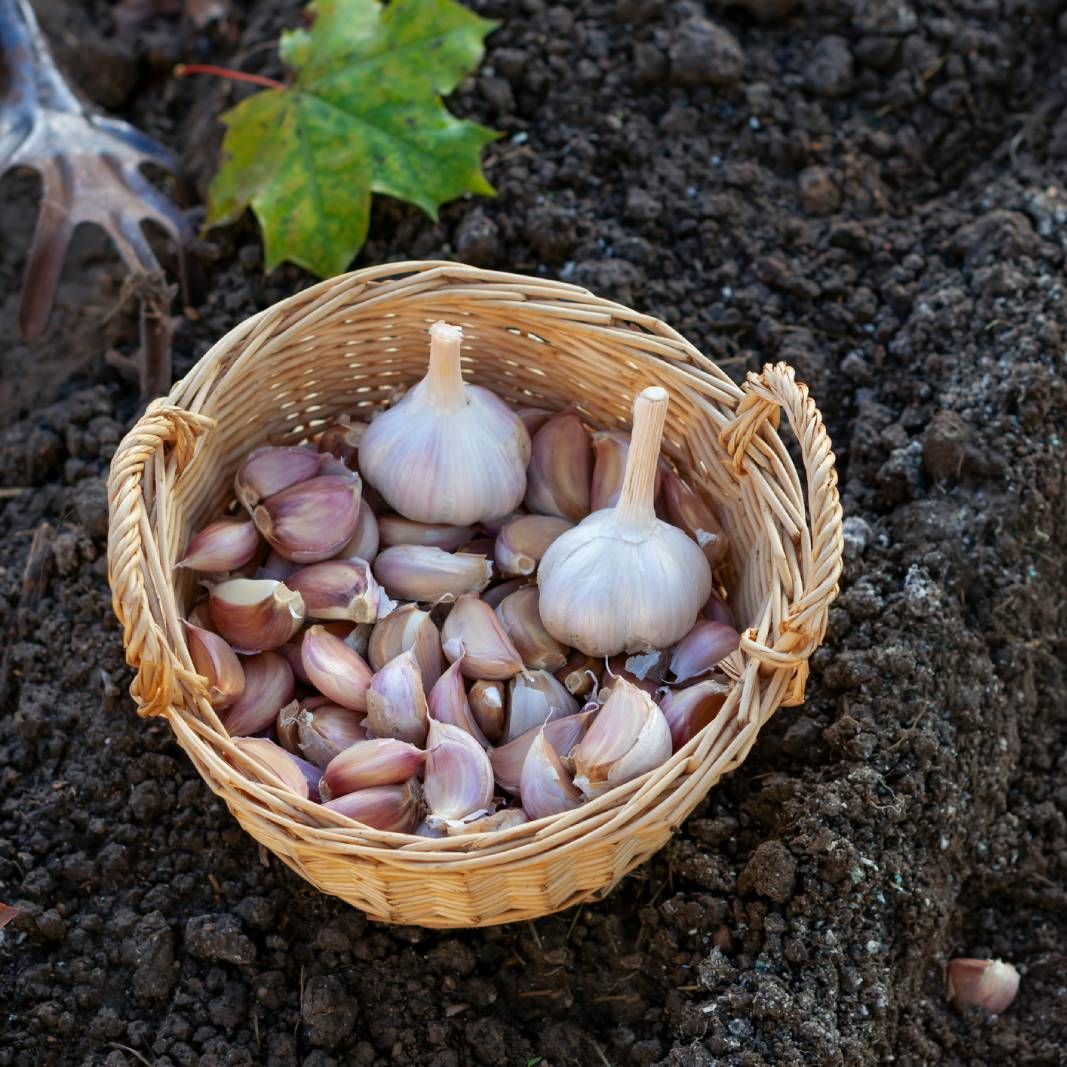 A basket of garlic cloves next to a furrow in soil where more cloves are being planted
