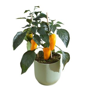 Yellow pepper plant