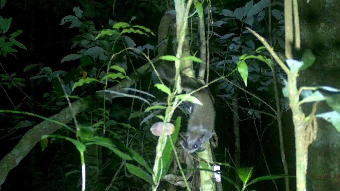 A squirrel climbing down a tree in a tropical rainforest at night