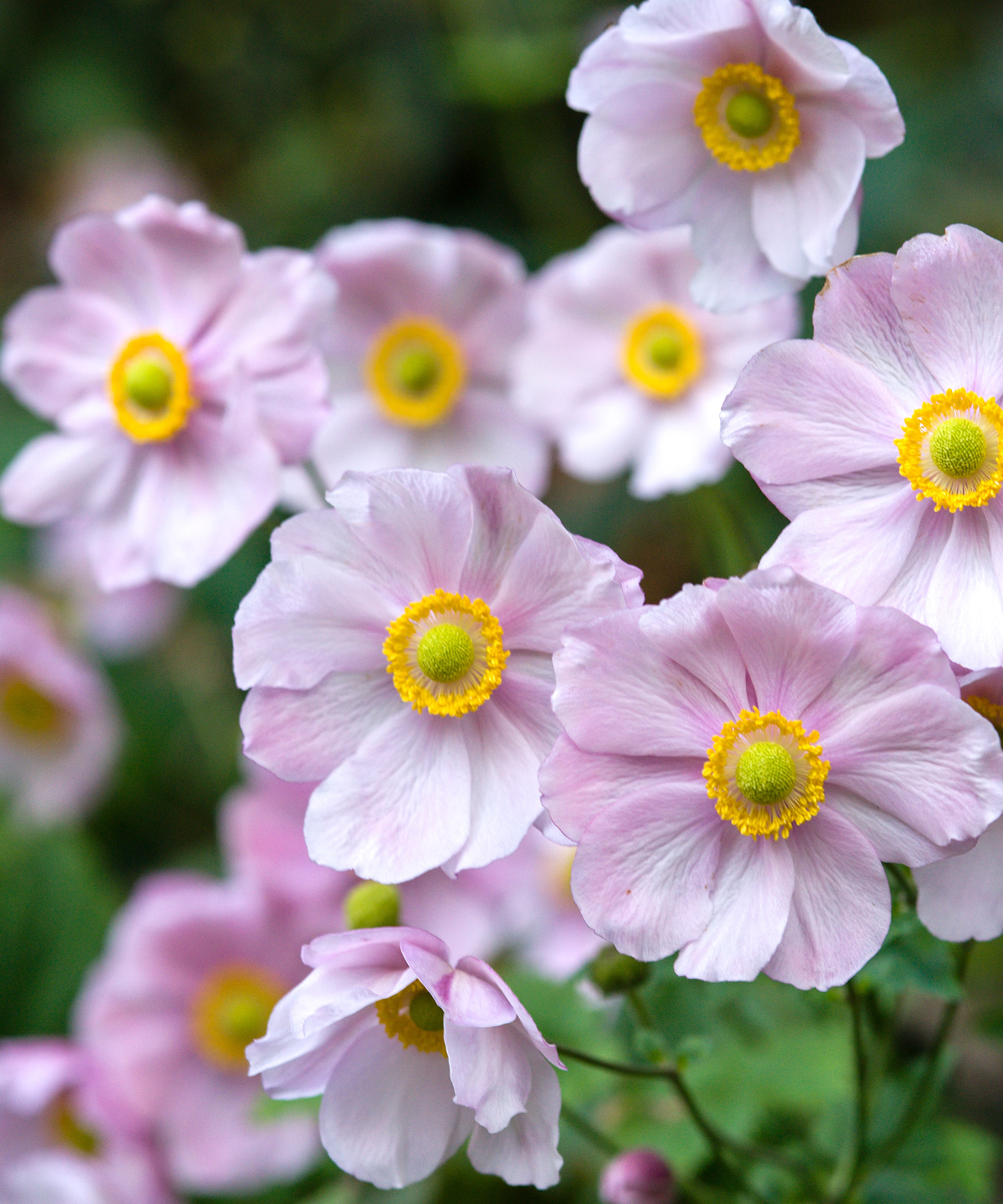 A cluster of delicate pink Japanese anemone flowers surrounded by green foliage