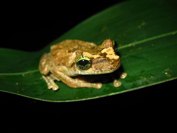 A treefrog (Osteocephalus heyeri) from the Amazonian rainforest.