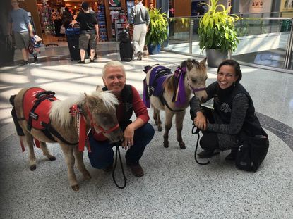 Mini therapy horses and their handlers. 