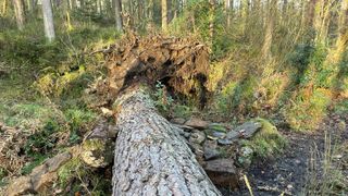 Mountain bike ramp built over a fallen tree