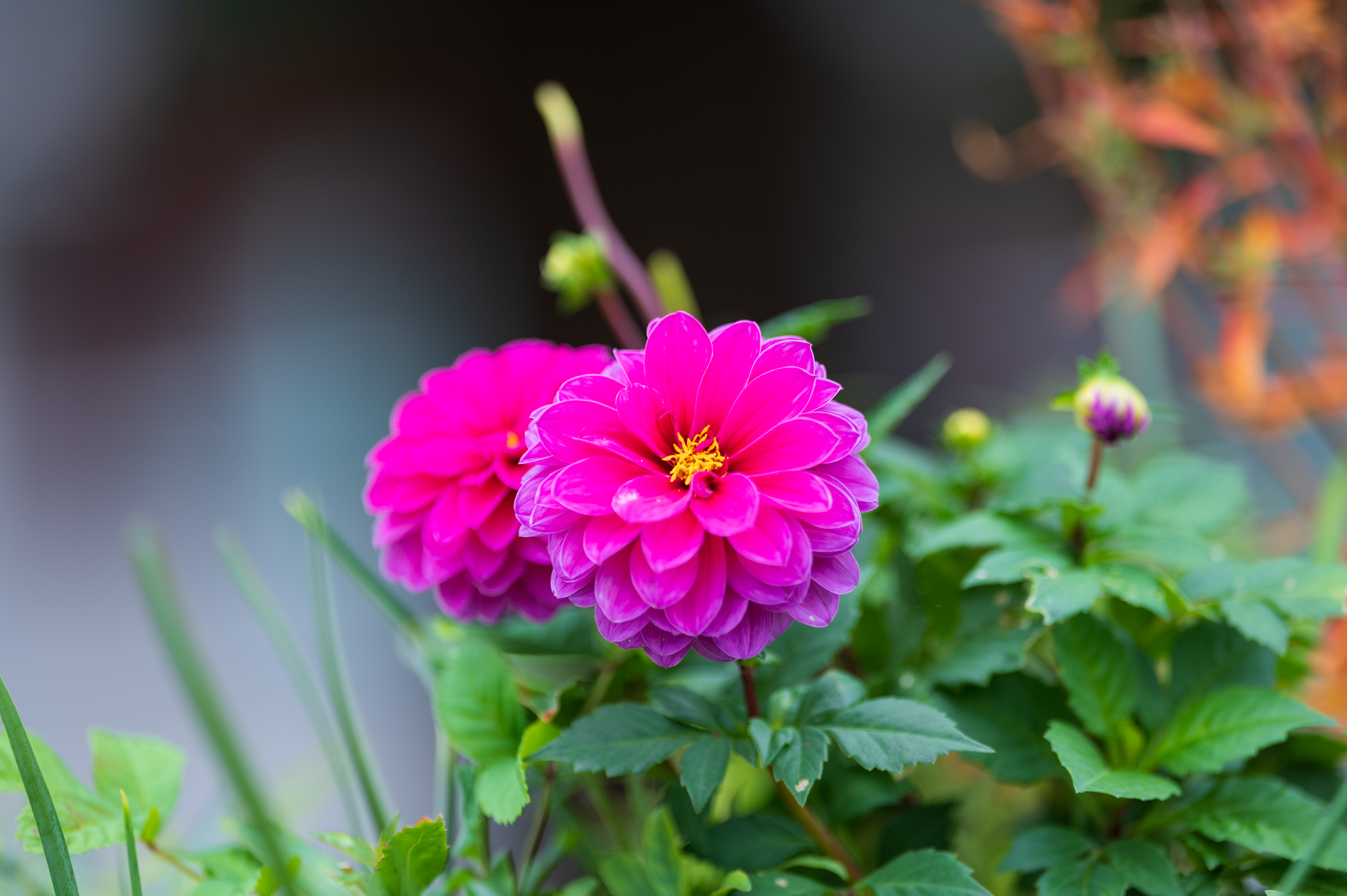 Laowa 200mm f/2 AF FF example shot