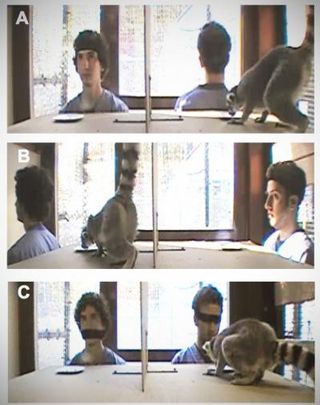 In a series of stills taken from videotaped experiments, Duke undergraduates Joel Bray (left) and Aaron Sandel test a ring-tailed lemur's (Lemur catta) willingness to take food from a watched or unwatched plate.
