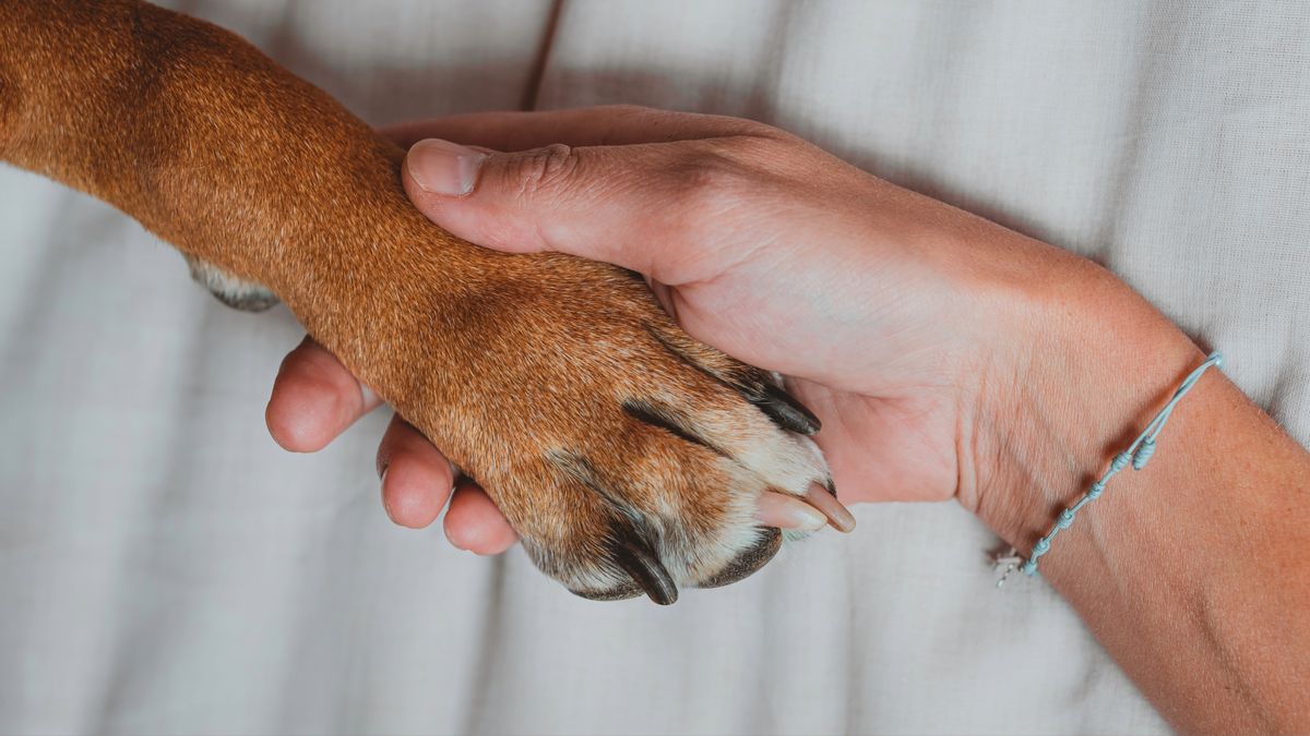 Hand holding paw