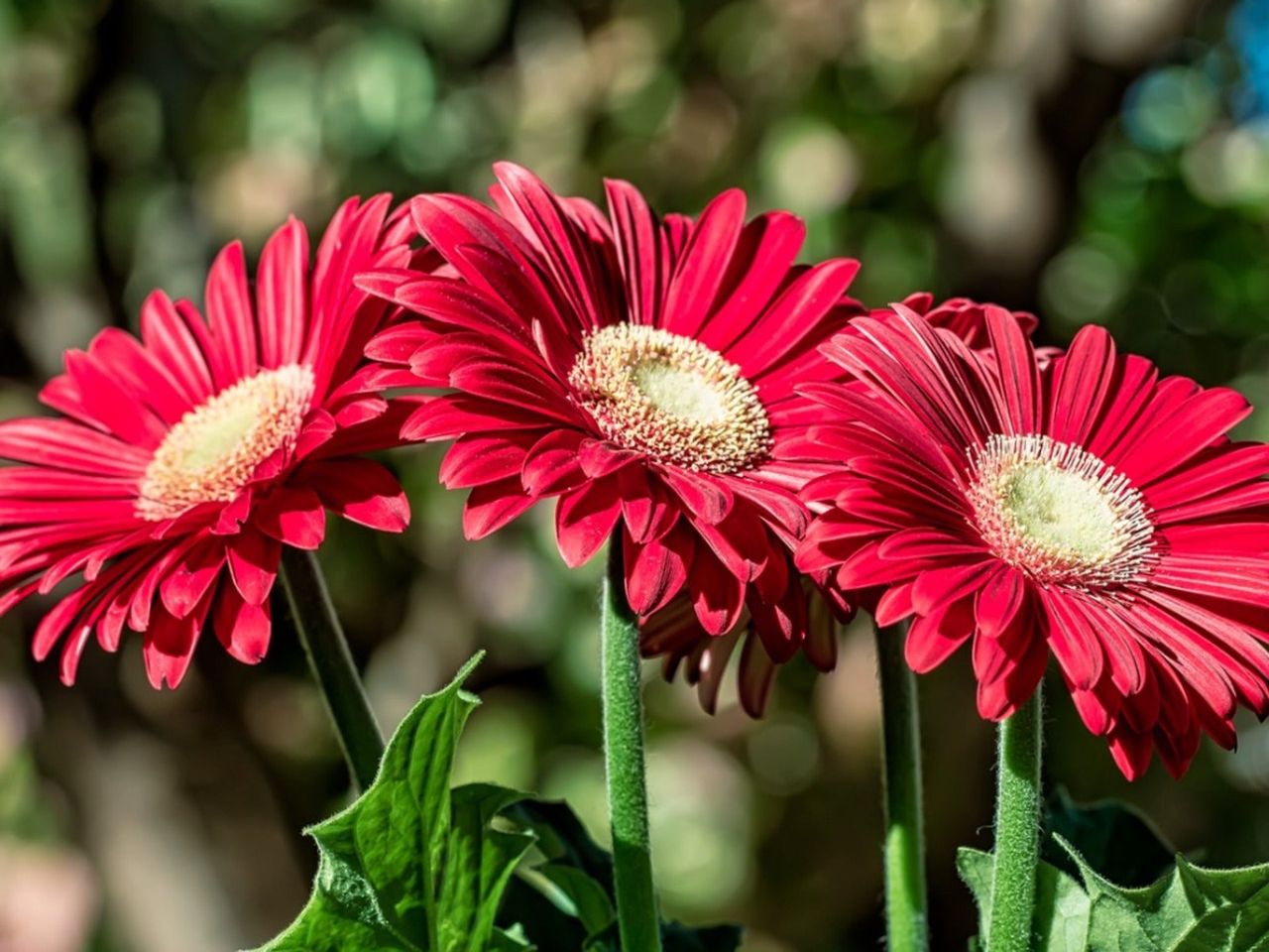 Three red gerbera daisies