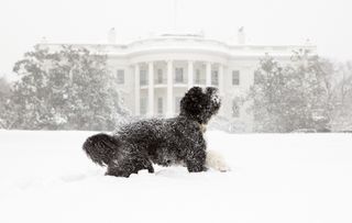 Bo the Obama dog