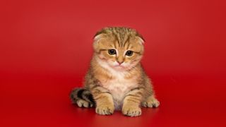 Munchkin cat on a red background