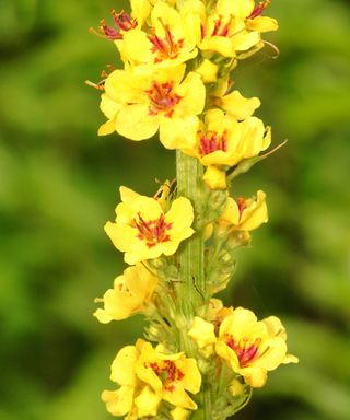yellow Aaron's Rod flower (Verbascum thapsus) flowers