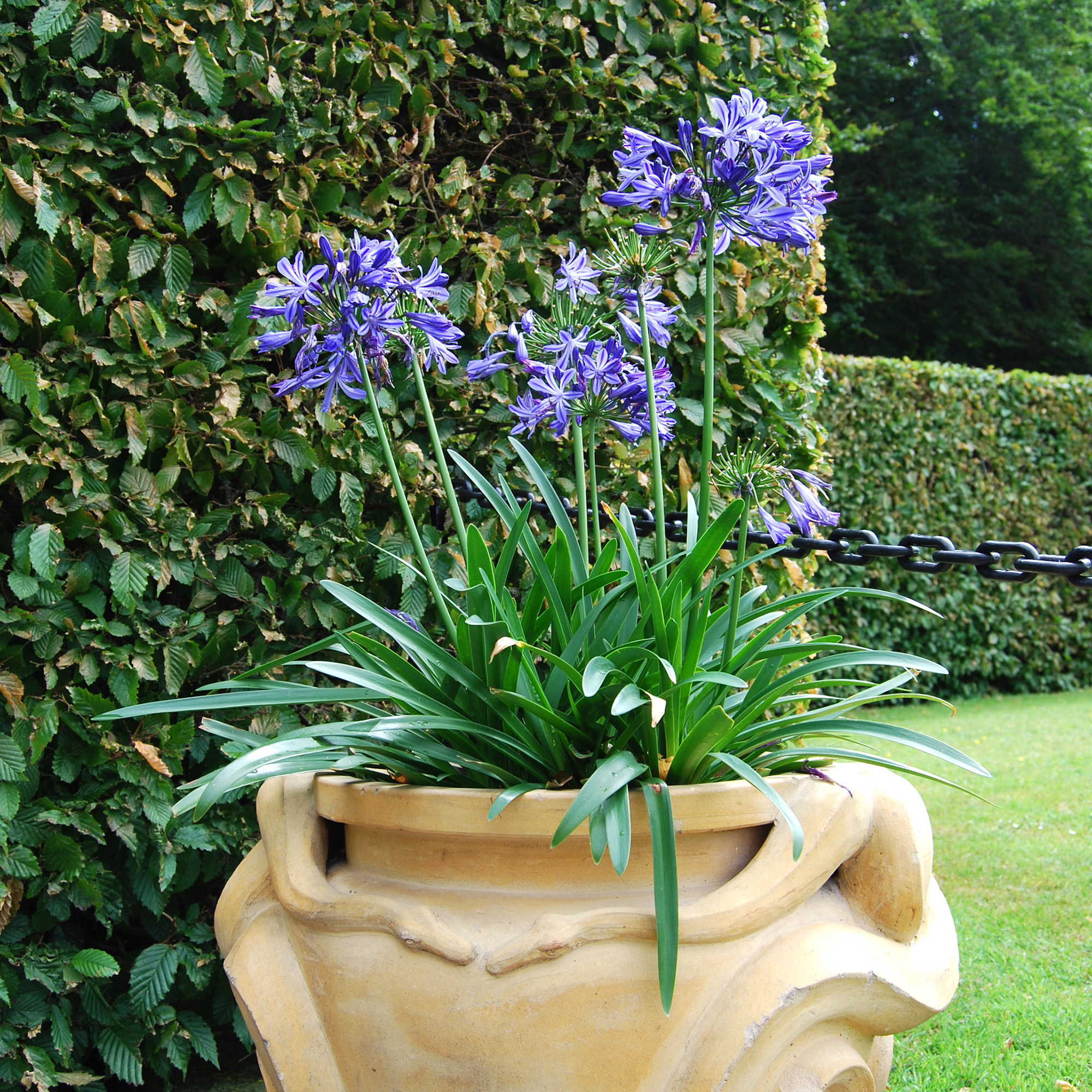 African lily or blue Agapanthus in pot