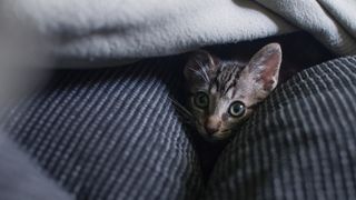 cat hiding in cosy den