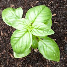 Basil Plant Planted In Soil