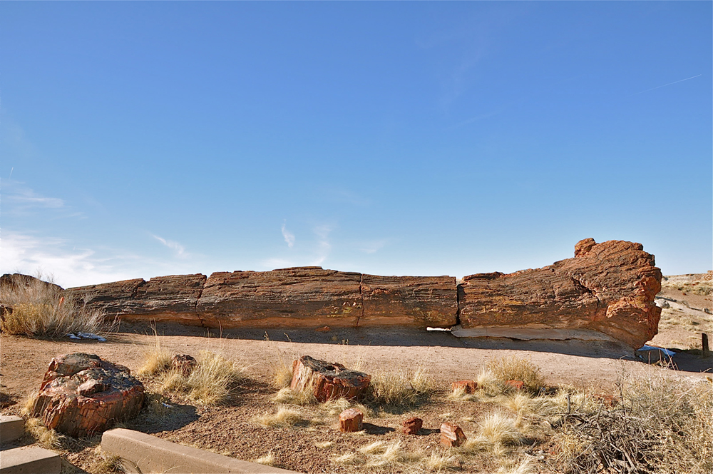 petrified forest national park, fossils