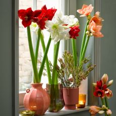 Cut amaryllis flowers in vases on a windowsill
