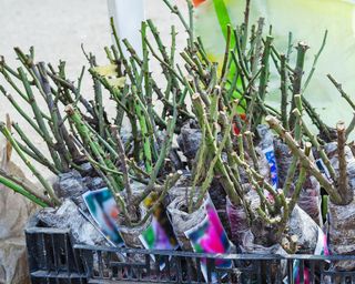 Bare root roses in crates