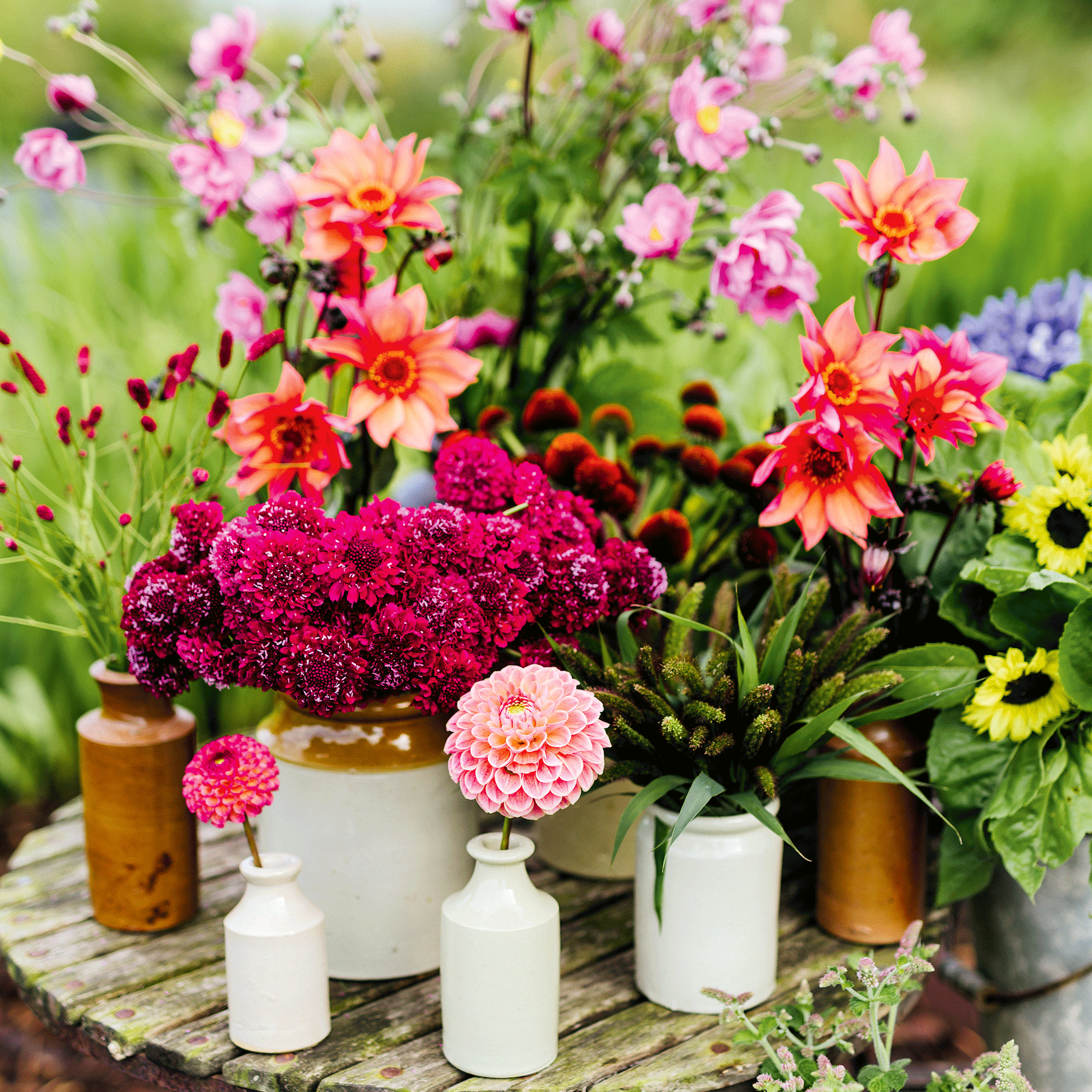 Flowers and pink dahlias arranged in vases