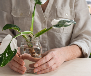 Woman holding a jar with philodendron white wizard plant cutting being propagated