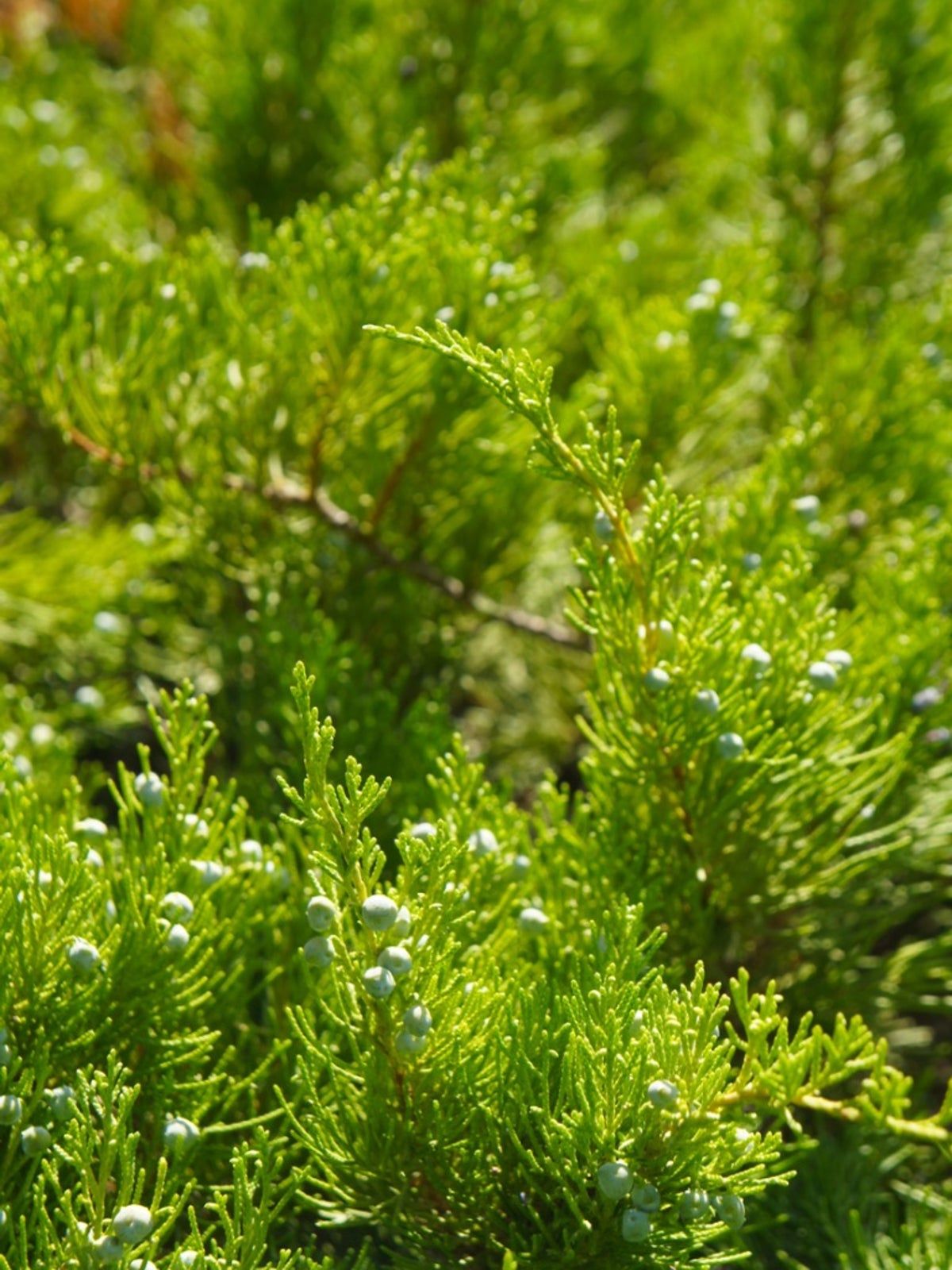 Light Green Juniper Plants