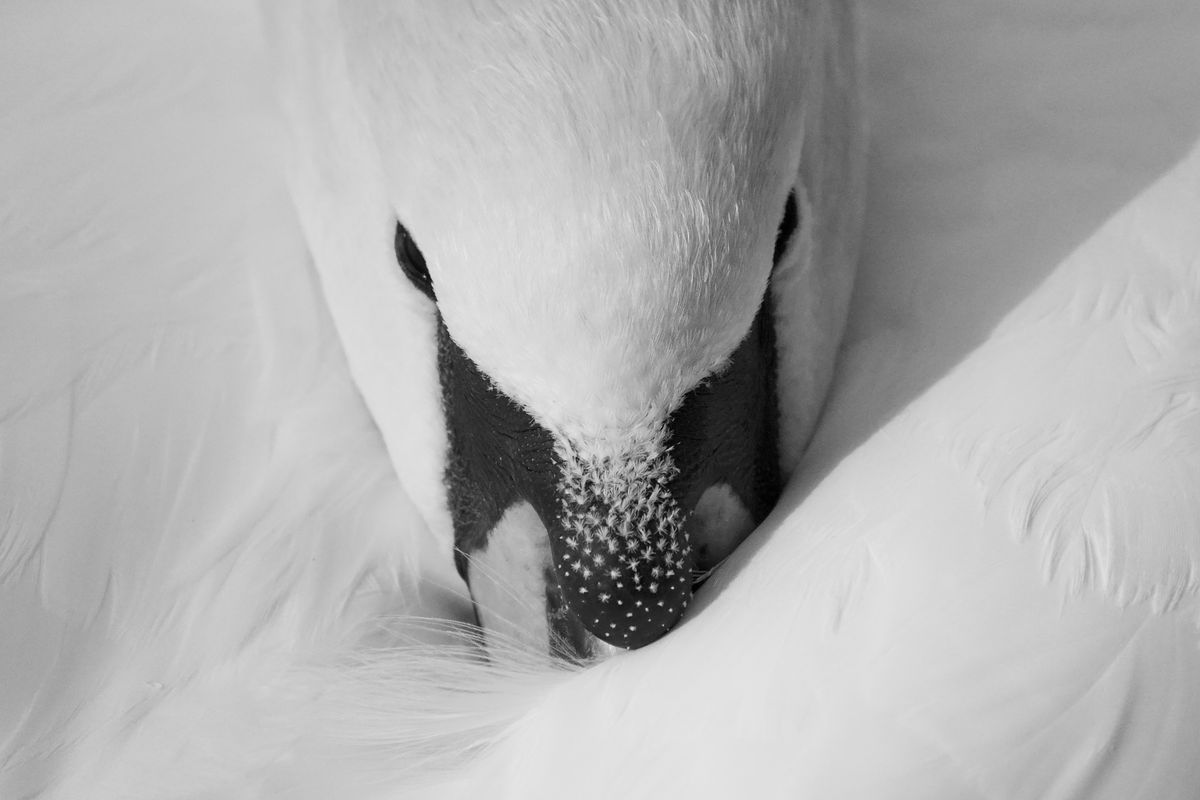 A photo taken on a Sony RX10 V bridge camera