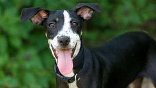 Happy dog with tongue out