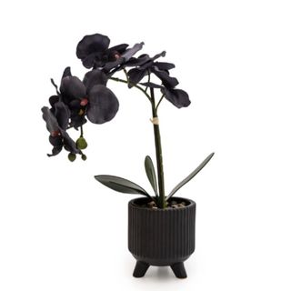 Olive & Olive black orchid