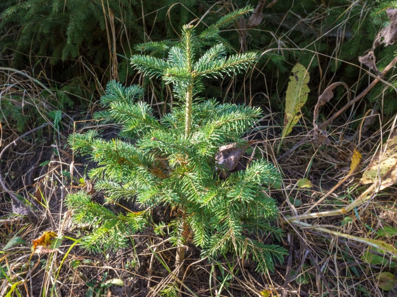 Small Subalpine Fir Tree