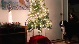 Bernese Mountain Dog thinks Christmas tree is talking to her