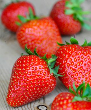 strawberry varieties Sweetheart at harvest