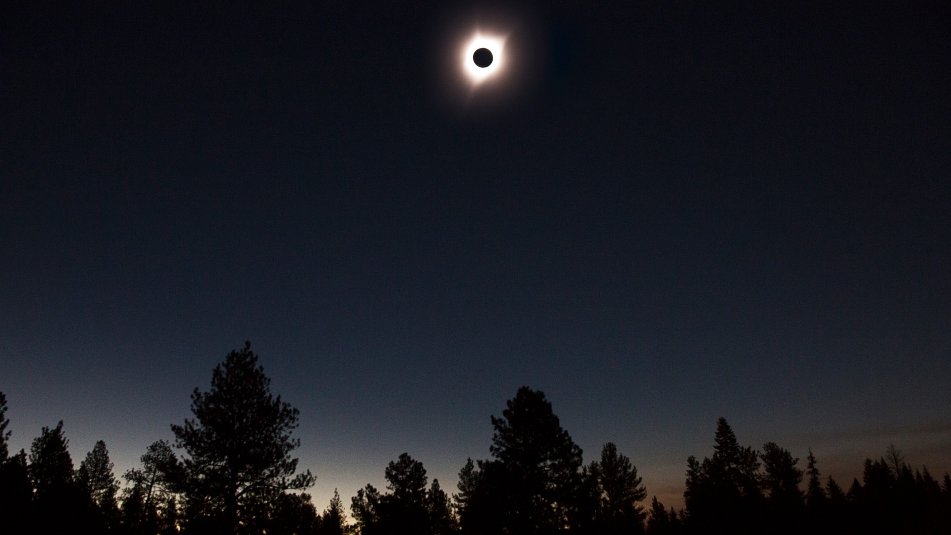 Low angle view of solar eclipse with a stunning corona against a dark sky with a stunning corona. In the foreground there is a forest of pine trees, all in shadow.
