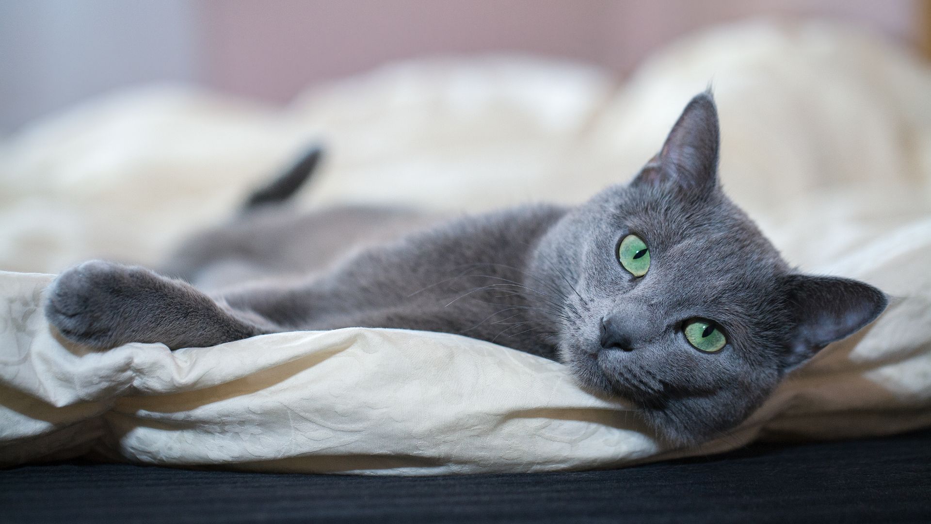 russian blue cat lying down