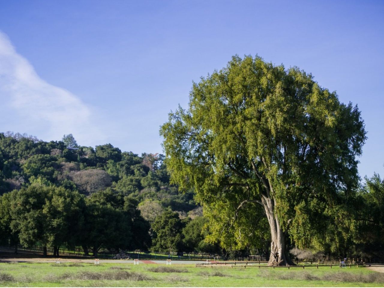 Large California Laurel Bay Tree