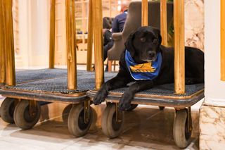 Fairmont Copley Plaza's Canine Ambassador Cori Copley