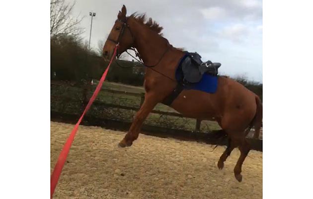 Cerys Sutton — “This is my chestnut thoroughbred mare being very fresh this morning!”