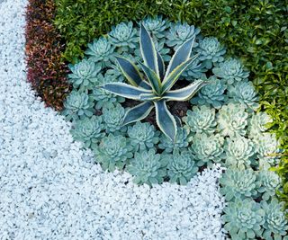 white gravel and succulent planting design