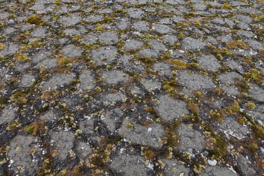 Permafrost on a tundra.