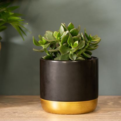 Jade plant in black and yellow pot