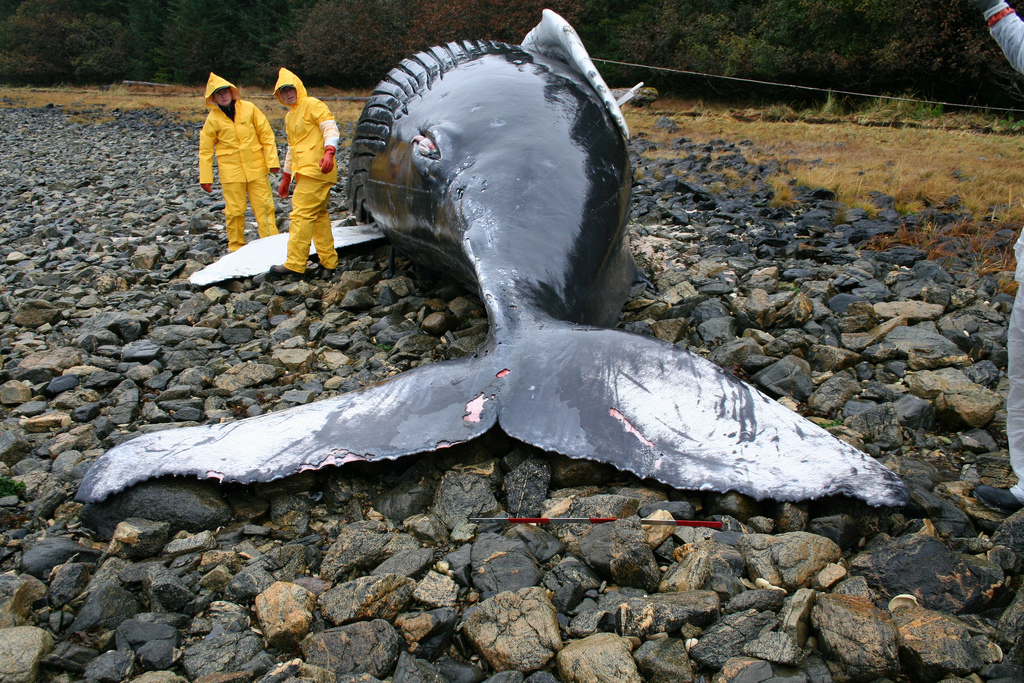 nasa beached whale calf