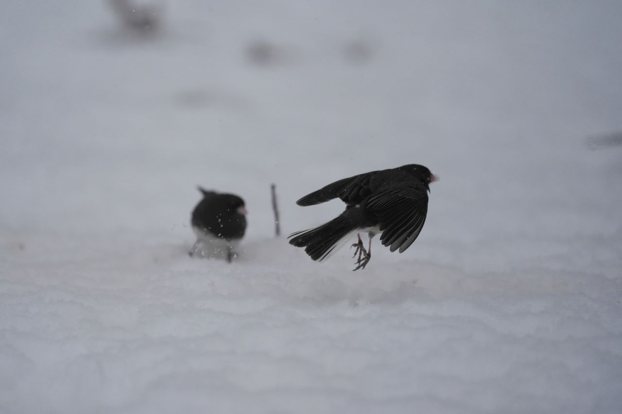 A bird photo taken with the Sony A7 V and FE 200-600mm f/25.6-6.3 G OSS