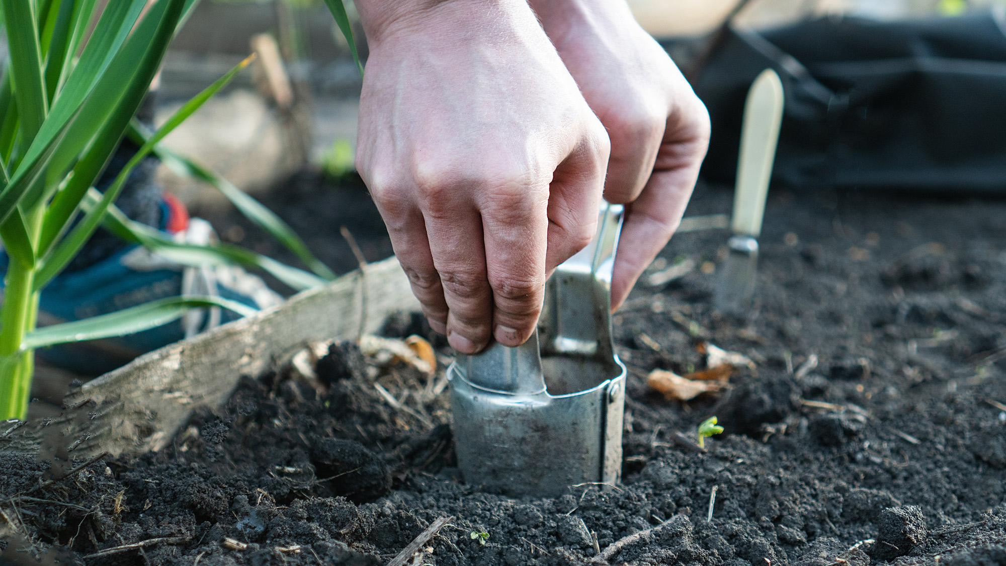Man using a bulb planter