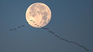 Geese fly in front of 2022’s full Cold Moon.