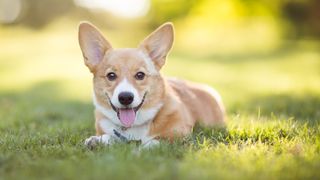 Corgi lying in grass