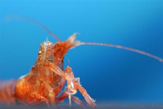 deep sea life, Close ups, Oceans, Shrimps