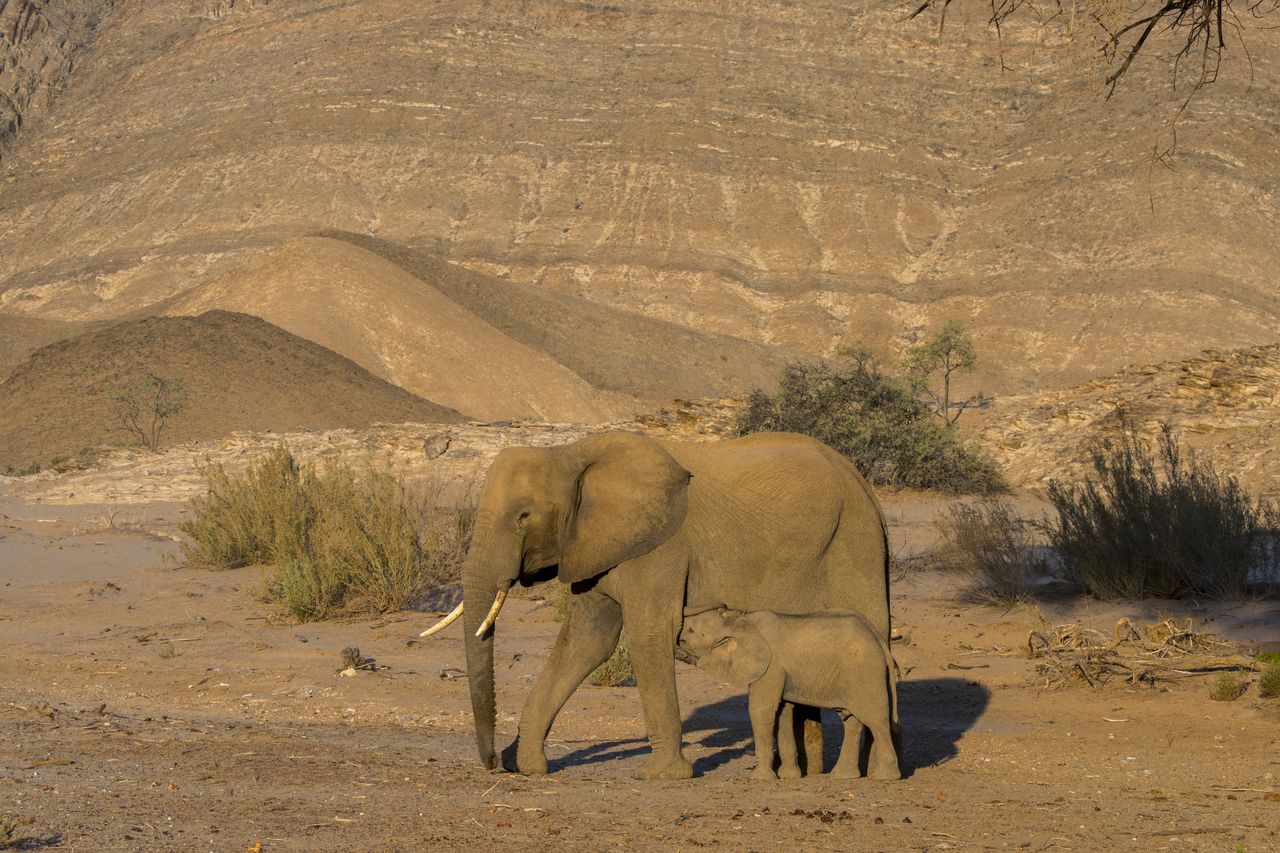 Elephant with baby in Namibia