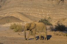 Elephant with baby in Namibia