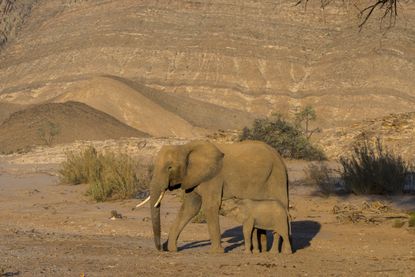 Elephant with baby in Namibia