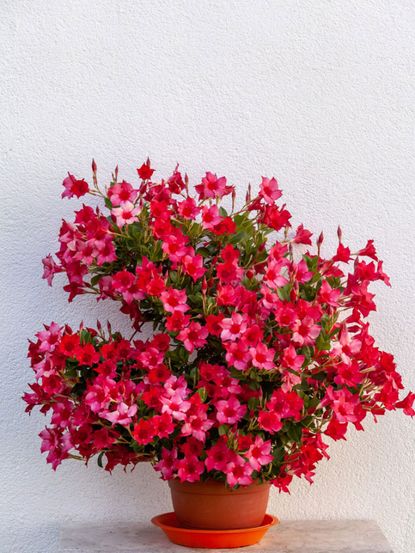 Bright Pink Mandevilla Potted Plant