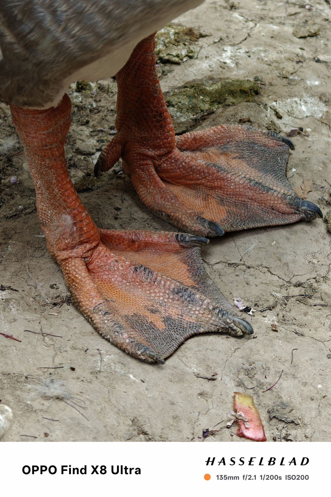 A close up macro shot of a goose's feet