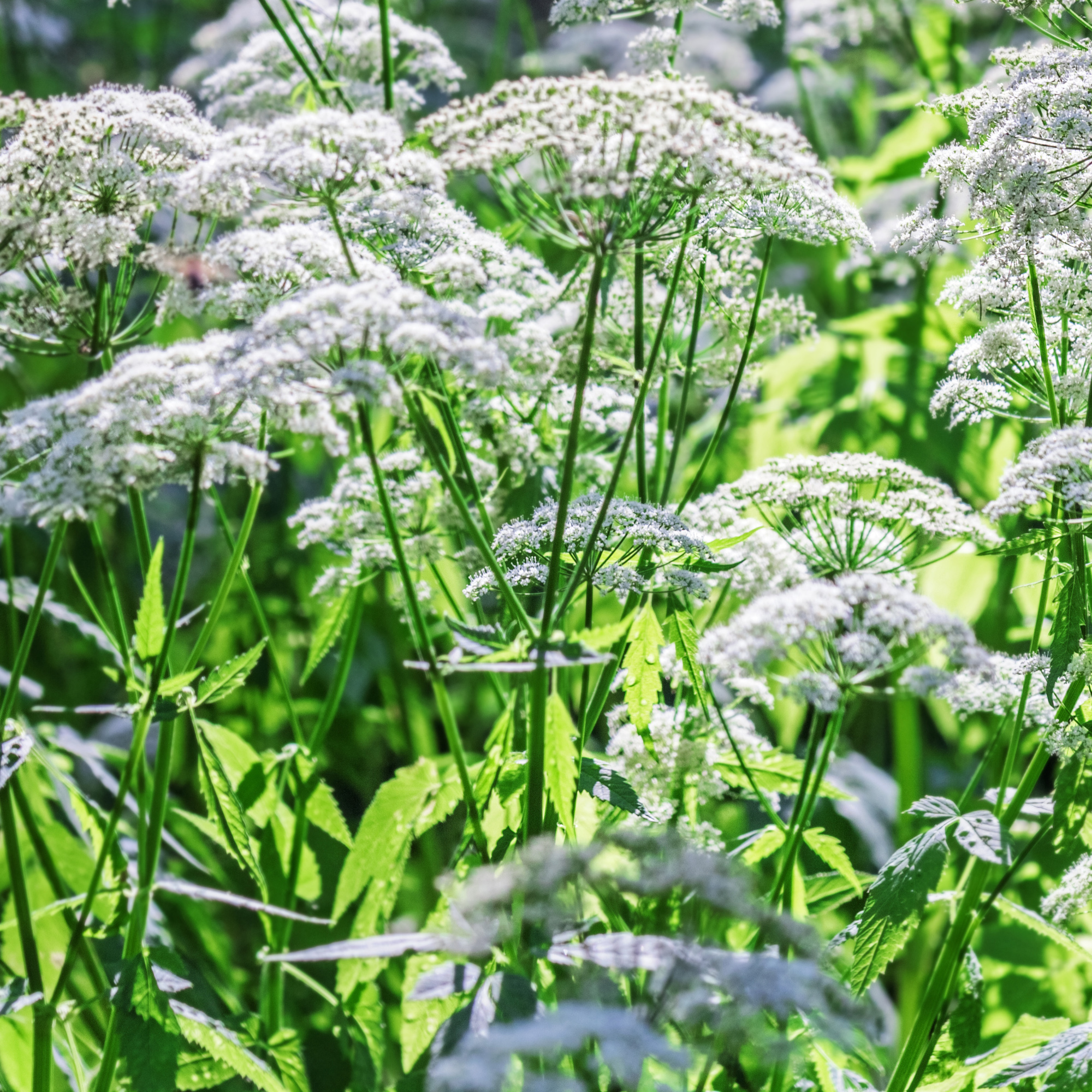 thickets of white ground elder in a garden